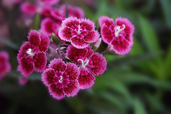 石竹花