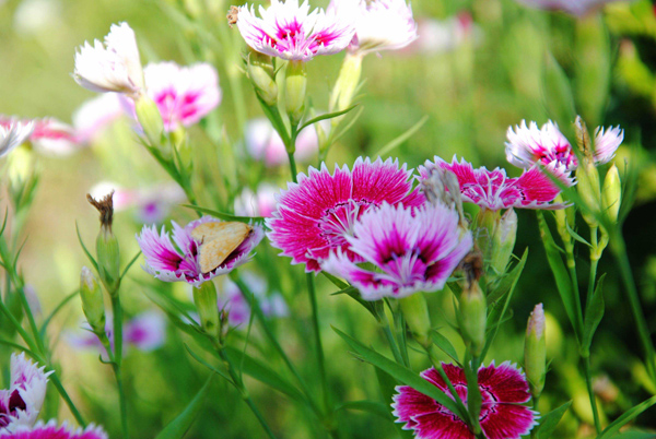 石竹花
