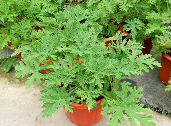 驱蚊草