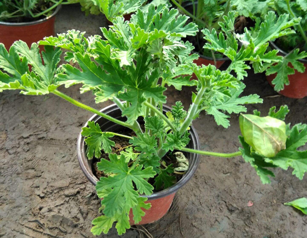 驱蚊草