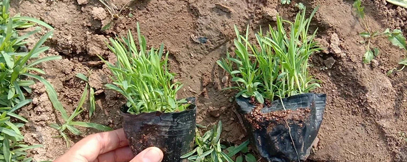 地被石竹花期几月份