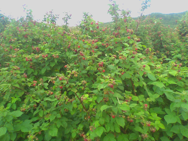 树莓种植基地
