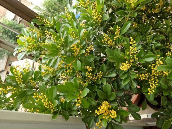 米兰花