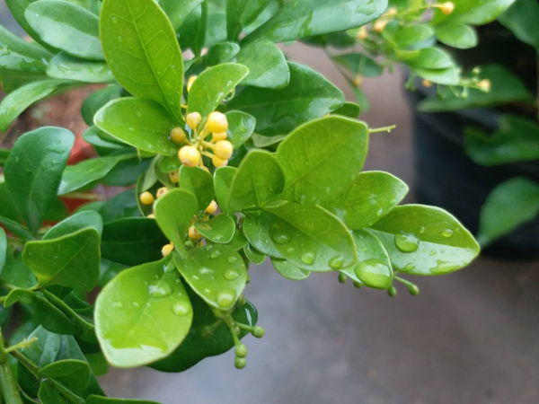 米兰花