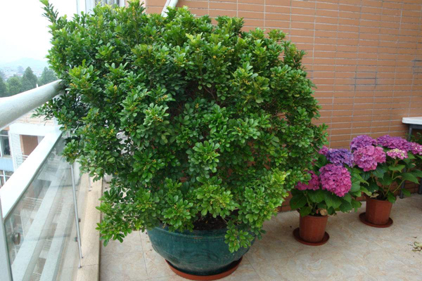 米兰花盆栽