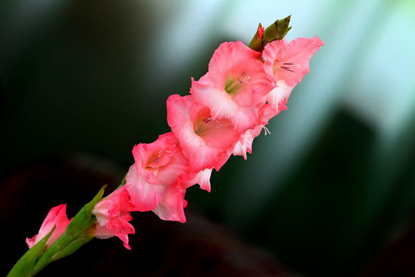 剑兰花
