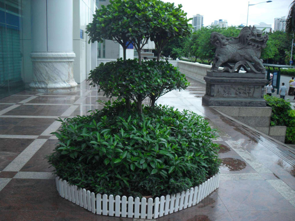 摇钱树