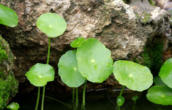 金钱草