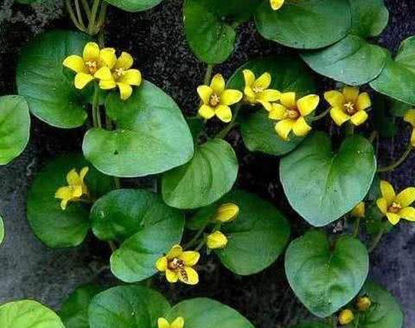 金钱草