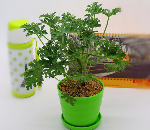 驱蚊草