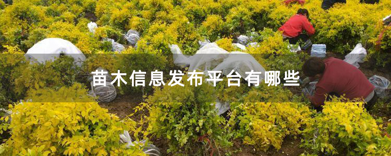 苗木信息发布平台有哪些