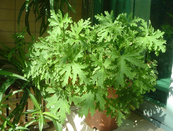 驱蚊草