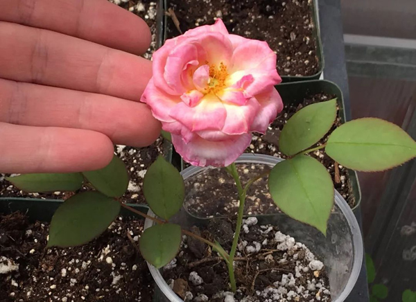 月季花