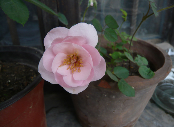 月季花