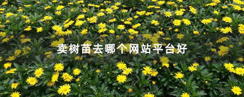 卖树苗去哪个网站平台好