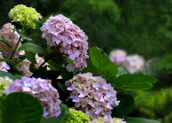 绣球花