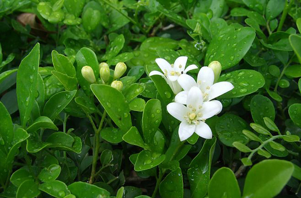 九里香什么时候开花？九里香的养殖方法