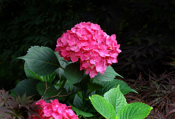 绣球花