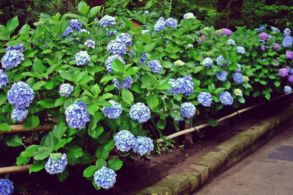 绣球花