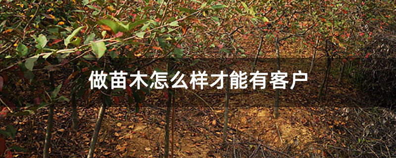 做苗木怎么样才能有客户