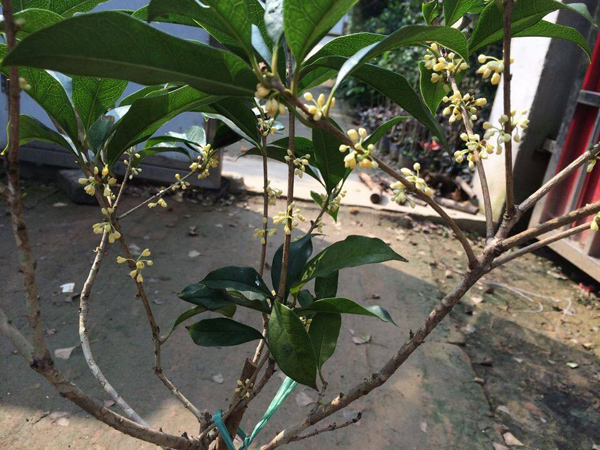 桂花嫁接