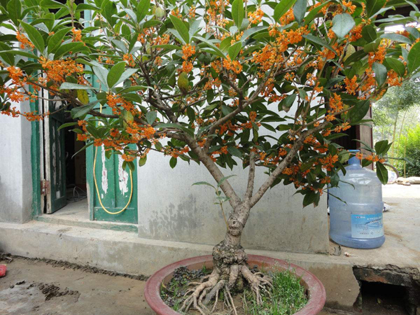 桂花