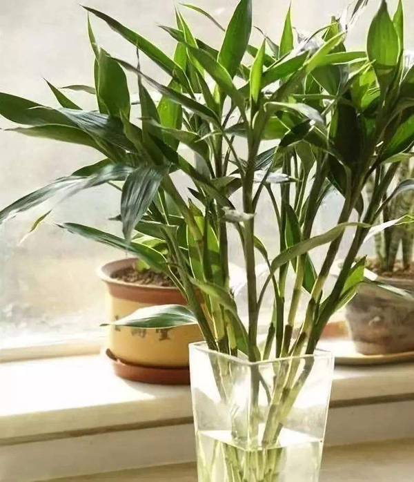 水养富贵竹