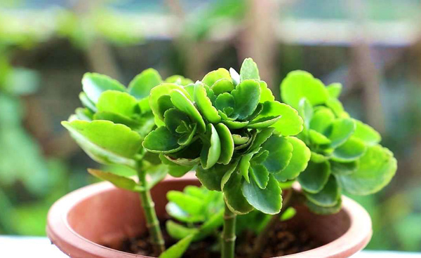 长寿花