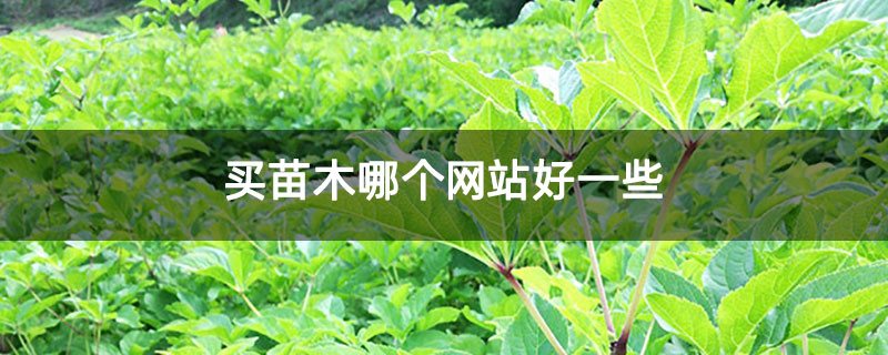 买苗木哪个网站好一些
