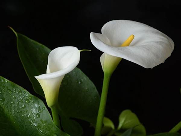 马蹄莲