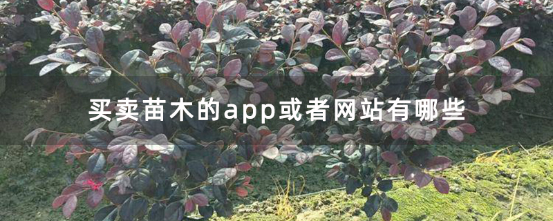 红花继木