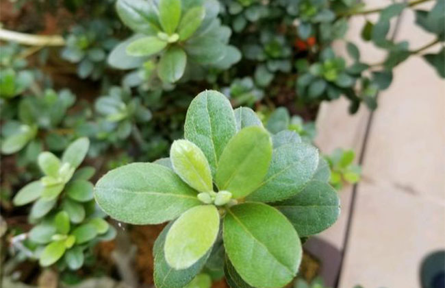杜鹃花怎样养护?杜鹃花的养殖方法和注意事项