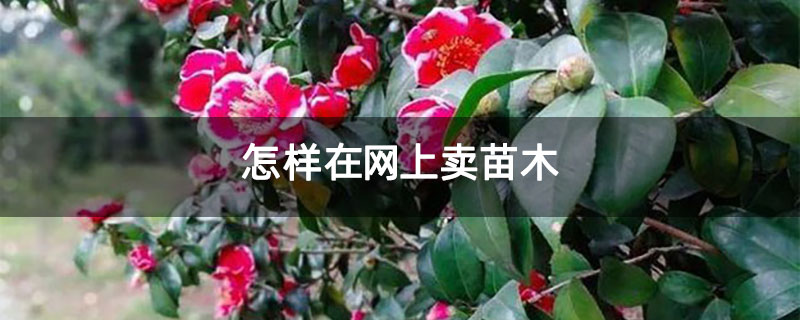 怎样在网上卖苗木