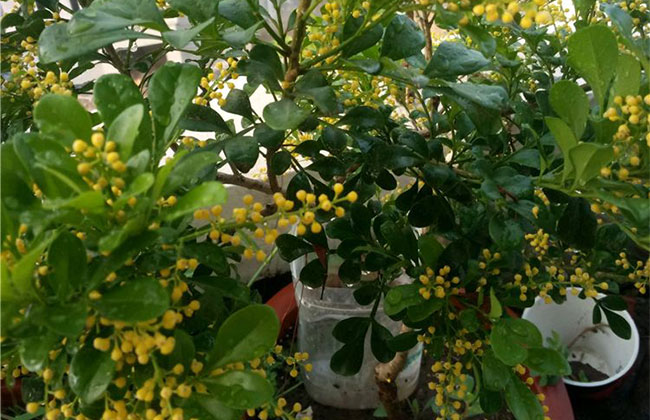 刚买的米兰花怎么养?盆栽米兰花的养殖方法