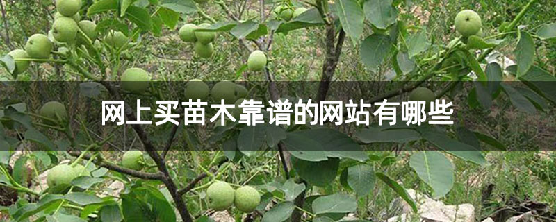 网上买苗木靠谱的网站有哪些 网上买苗木靠谱的网站有哪些