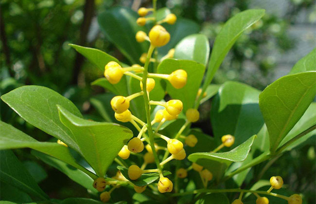 刚买的米兰花怎么养?盆栽米兰花的养殖方法