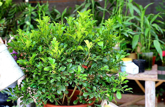刚买的米兰花怎么养?盆栽米兰花的养殖方法