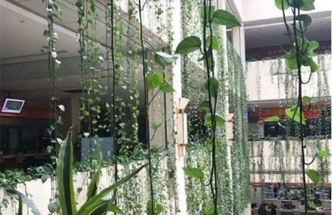 绿萝叶子发黄怎么办?绿萝叶子发黄如何补救?
