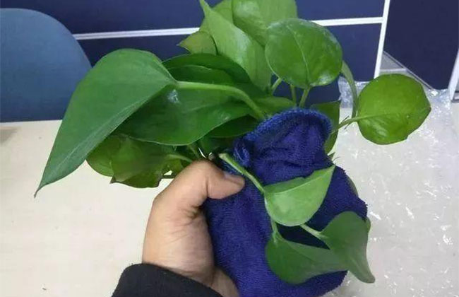 绿萝叶子发黄怎么办?绿萝叶子发黄如何补救?