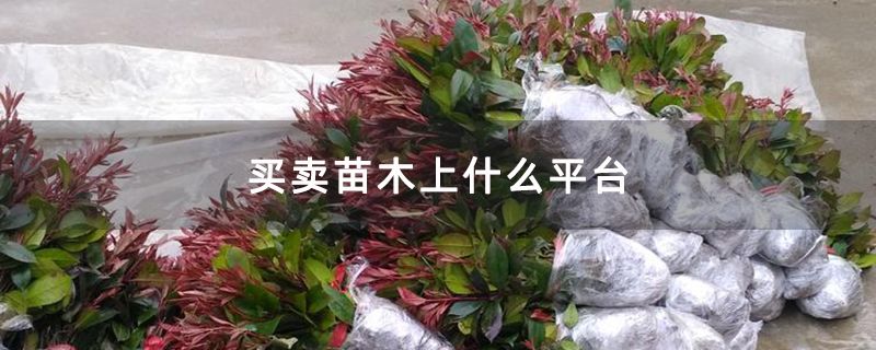 红叶石楠小苗