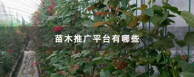 苗木推广平台有哪些