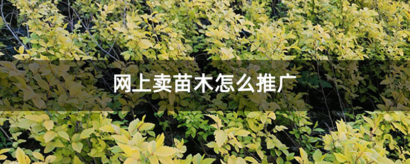 网上卖苗木怎么推广