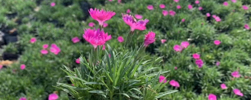 石竹花