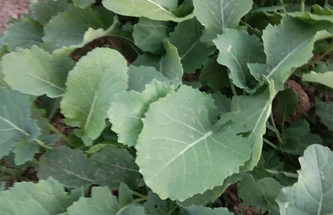 怎样防治油菜根肿病?油菜根肿病的防治方法