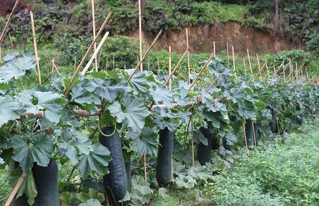 黑皮冬瓜品种哪个好?黑皮冬瓜种植技术