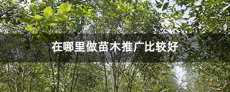在哪里做苗木推广比较好 在哪里做苗木推广比较好