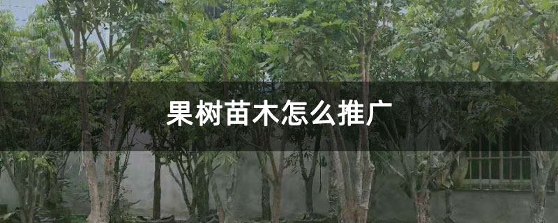 果树苗木怎么推广 果树苗木怎么推广