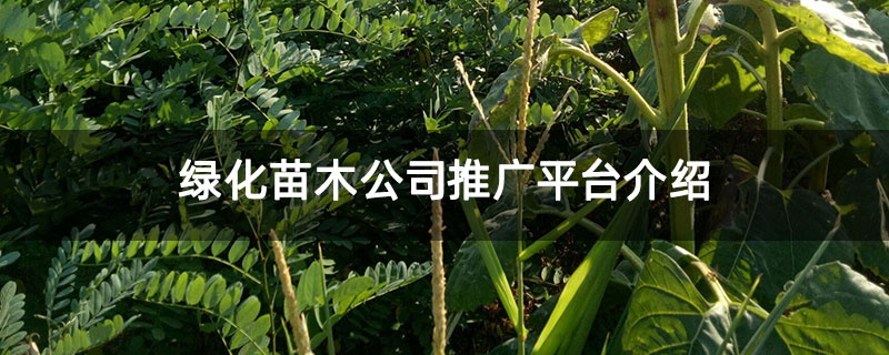 绿化苗木公司推广平台介绍