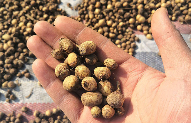 一亩半夏要投资多少钱?2020年种半夏前景怎么样?半夏种植技术