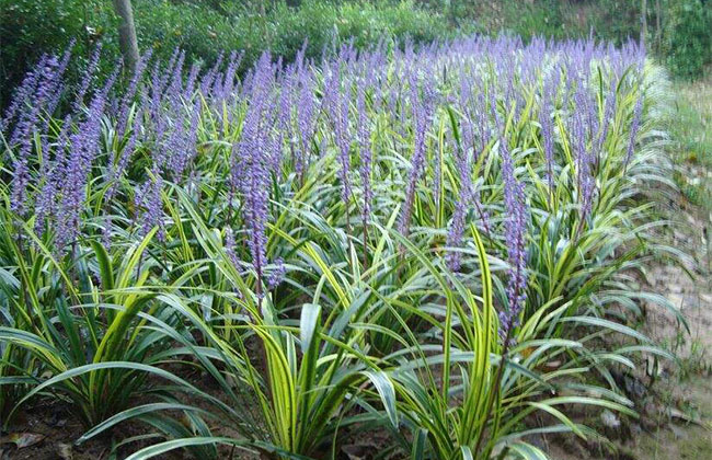 麦冬怎么种植?麦冬种植技术